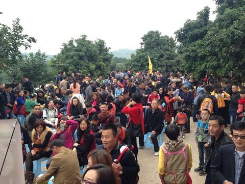合江密溪:汁多味甜的真龙柚随便吃(图2) 合江密溪:汁多味甜的真龙柚随便吃(图2)