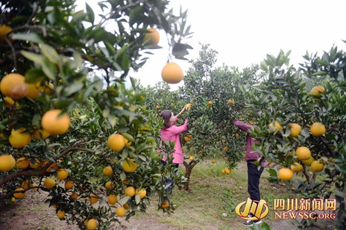 “花灯之乡”古蔺举办首届花灯文化艺术节(图7) “花灯之乡”古蔺举办首届花灯文化艺术节(图7)