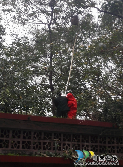 红星街道：端掉马蜂窝&nbsp;消除安全隐患(图1)