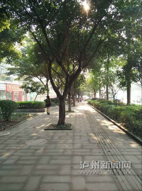 扮靓城市 泸州城区6万余株行道树集体“塑形”(图1) 扮靓城市 泸州城区6万余株行道树集体“塑形”(图1)