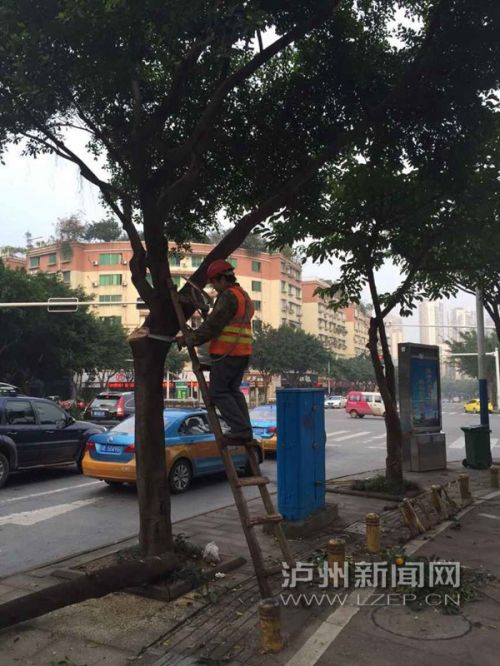 扮靓城市 泸州城区6万余株行道树集体“塑形”(图2) 扮靓城市 泸州城区6万余株行道树集体“塑形”(图2)
