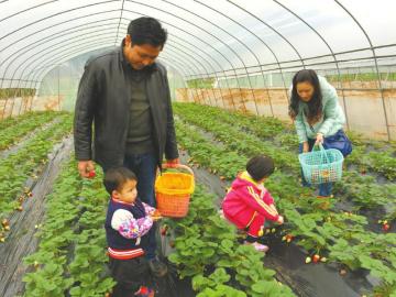内江东兴区草莓熟了 250亩等您来采(图1) 内江东兴区草莓熟了 250亩等您来采(图1)