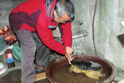 宜宾市民长江边钓起一只24斤重鳄龟(图1) 宜宾市民长江边钓起一只24斤重鳄龟(图1)