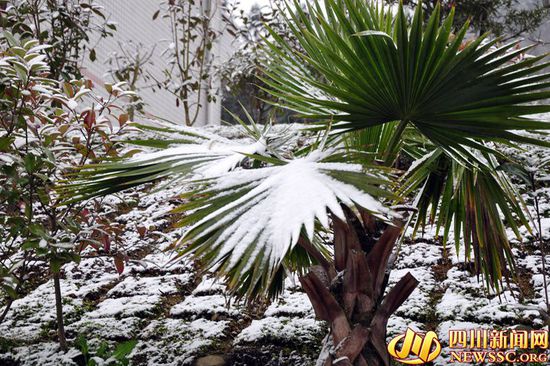 泸州古蔺、叙永今冬第一场雪&nbsp;银装素裹分外妖娆(图5)