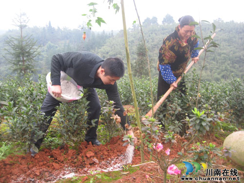 泸州纳溪:万亩茶园冬管忙(图1) 泸州纳溪:万亩茶园冬管忙(图1)
