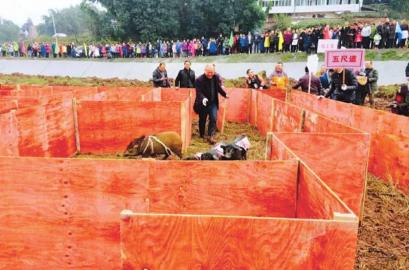 宜宾：体验民俗杀年猪&nbsp;找回儿时难忘的肉味儿(图2)