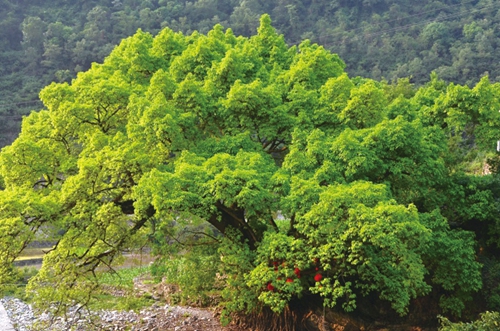 大自然的守护者:与动物为朋 与植物为友(图4) 大自然的守护者:与动物为朋 与植物为友(图4)