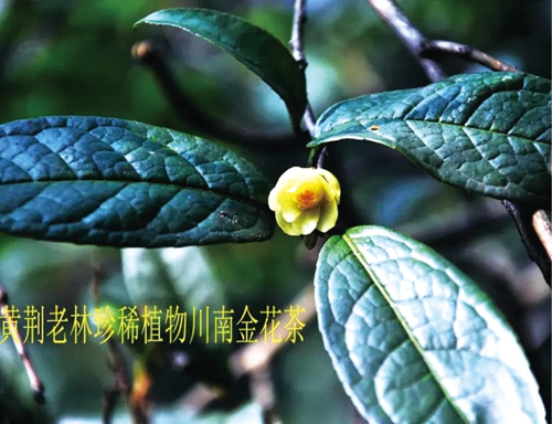 大自然的守护者:与动物为朋 与植物为友(图9) 大自然的守护者:与动物为朋 与植物为友(图9)