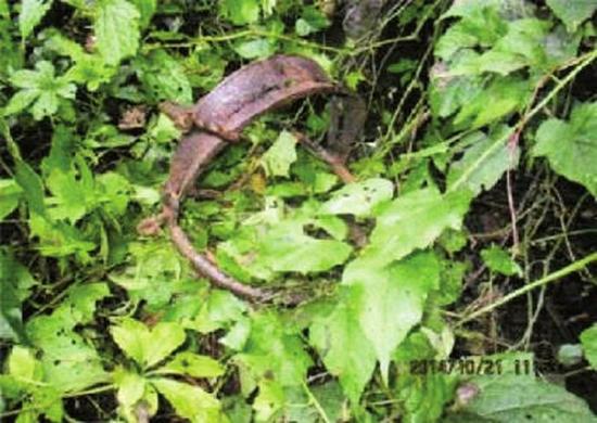 宜宾:非法猎杀野生黑熊取走熊胆熊掌 8人获刑(图1) 宜宾:非法猎杀野生黑熊取走熊胆熊掌 8人获刑(图1)