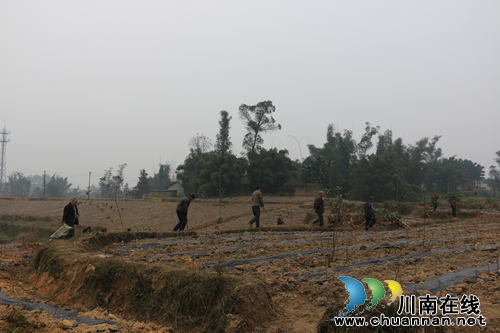 潮河镇打造油用牡丹示范基地&nbsp;“双花套种”助力扶贫开发(图2)