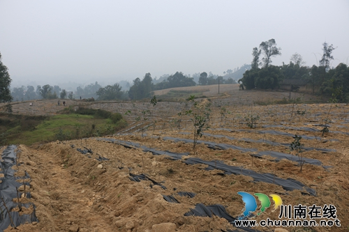 潮河镇打造油用牡丹示范基地&nbsp;“双花套种”助力扶贫开发(图1)