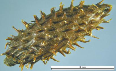 泸州口岸截获81种首次进川有害生物(图3) 泸州口岸截获81种首次进川有害生物(图3)