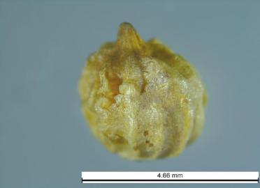 泸州口岸截获81种首次进川有害生物(图1) 泸州口岸截获81种首次进川有害生物(图1)