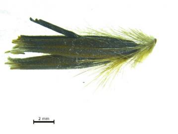 泸州口岸截获81种首次进川有害生物(图2) 泸州口岸截获81种首次进川有害生物(图2)