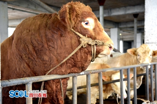 泸州叙永杂交出“牛魔王”&nbsp;体重近2吨(图1)