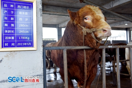 泸州叙永杂交出“牛魔王”&nbsp;体重近2吨(图2)
