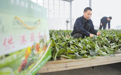 宜宾蔬菜端上香港餐桌(图1)