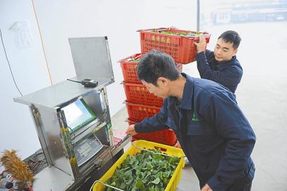 宜宾蔬菜端上香港餐桌(图2)