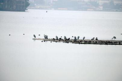 全球仅存500只 极危物种青头潜鸭首现内江(图1) 全球仅存500只 极危物种青头潜鸭首现内江(图1)