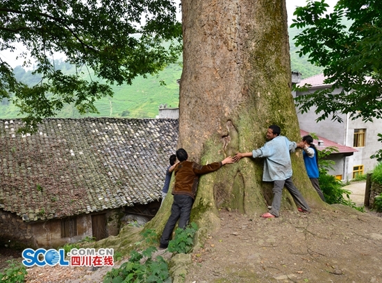 泸州苗寨现1300岁楠木 开价150万村民不卖(图1) 泸州苗寨现1300岁楠木 开价150万村民不卖(图1)