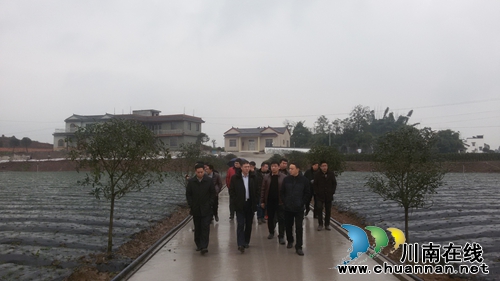 合江县领导前来嘉明镇考察现代农业园(图1) 合江县领导前来嘉明镇考察现代农业园(图1)