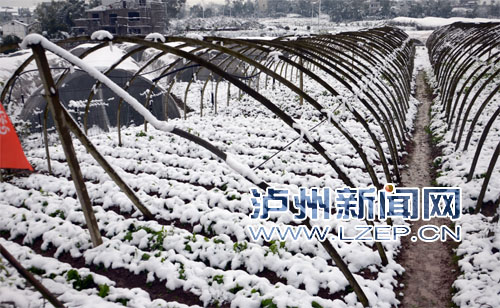 泸州雨雪天气致菜价上涨 1月28日前恢复正常(图1) 泸州雨雪天气致菜价上涨 1月28日前恢复正常(图1)