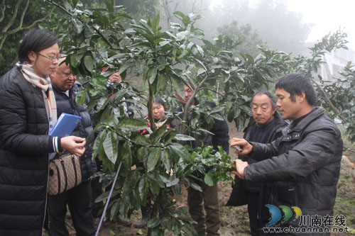 龙车镇金龙村“第一书记”誓让柚树变“摇钱树”(图1) 龙车镇金龙村“第一书记”誓让柚树变“摇钱树”(图1)