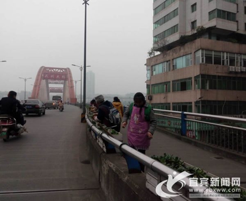 喜迎猴年新春 42万株花卉扮靓宜宾(图2) 喜迎猴年新春 42万株花卉扮靓宜宾(图2)