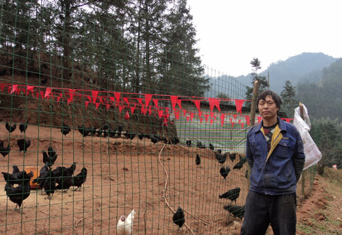 合江县自怀镇农民杨长均回乡饲养五黑一绿鸡(图1)