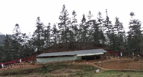 合江县自怀镇农民杨长均回乡饲养五黑一绿鸡(图3)