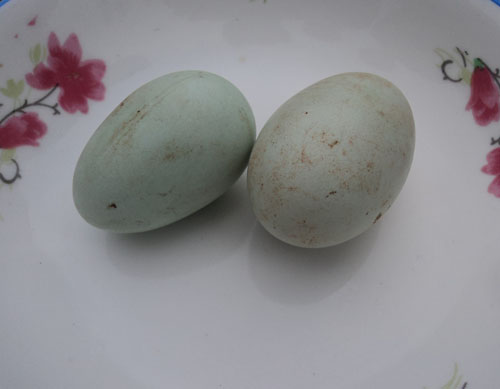 合江县自怀镇农民杨长均回乡饲养五黑一绿鸡(图4)