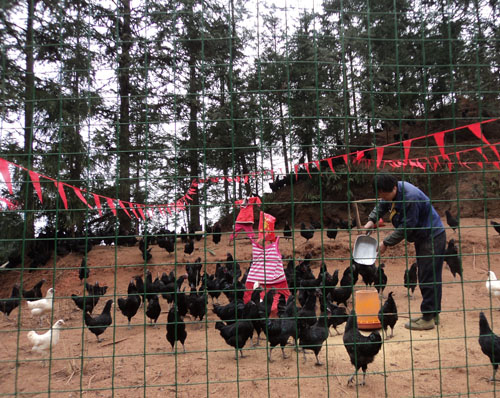 合江县自怀镇农民杨长均回乡饲养五黑一绿鸡(图2)