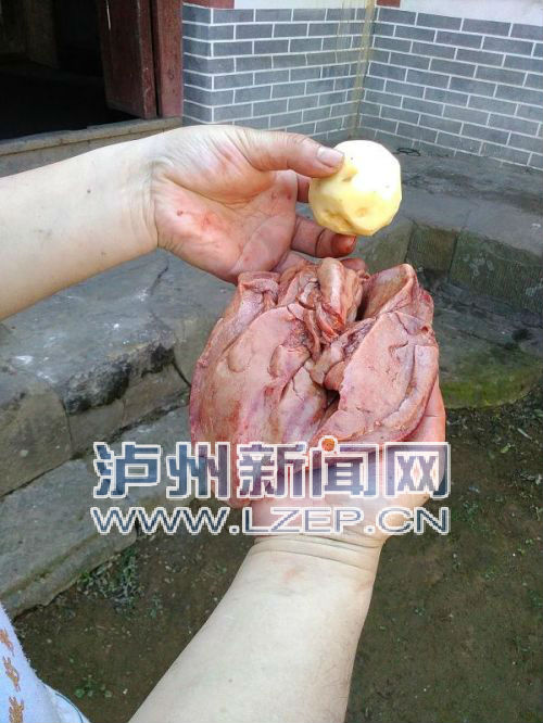 “巨型鸡肝”重350克&nbsp;泸州现公鸡中的“战斗鸡”(图1)
