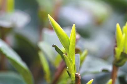 第九届宜宾早茶节开园采摘活动2月24日开幕(图1)