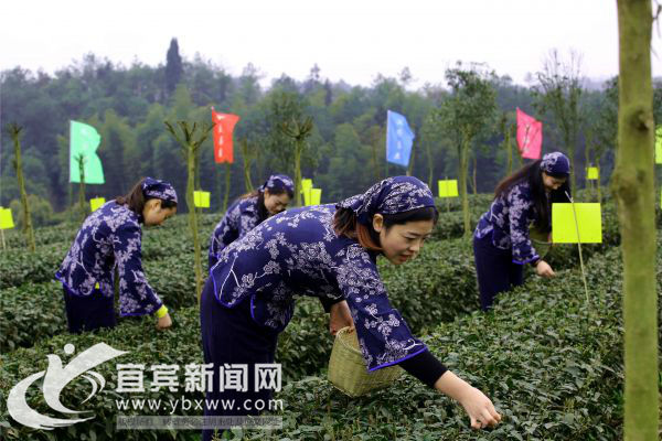 今年宜宾市第一拨早茶开园采摘(图2) 今年宜宾市第一拨早茶开园采摘(图2)
