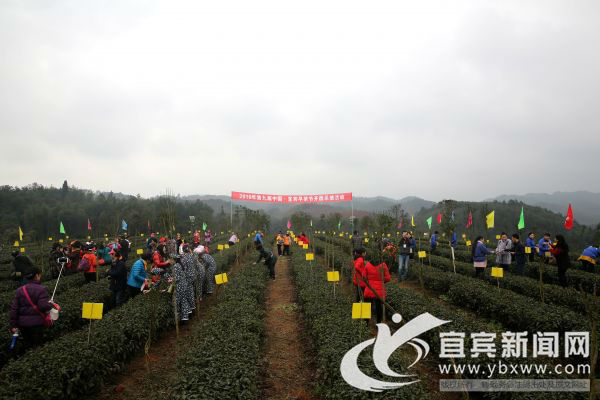 今年宜宾市第一拨早茶开园采摘(图1) 今年宜宾市第一拨早茶开园采摘(图1)