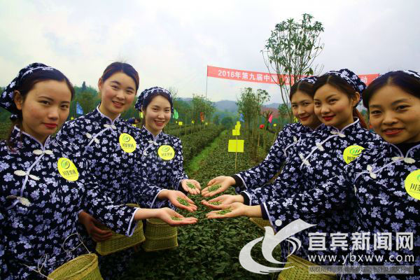 今年宜宾市第一拨早茶开园采摘(图3) 今年宜宾市第一拨早茶开园采摘(图3)