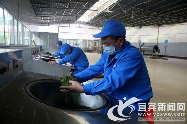 今年宜宾市第一拨早茶开园采摘(图4) 今年宜宾市第一拨早茶开园采摘(图4)
