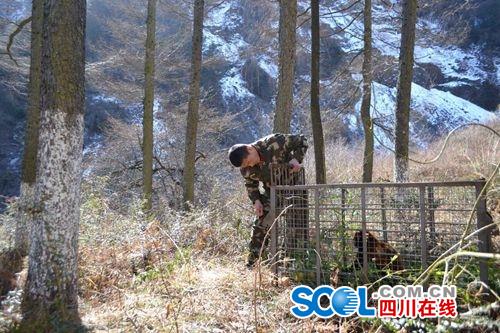 巡山路上卧龙森警官兵救起冻昏迷的小熊猫(图1)