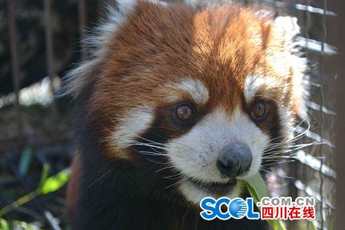 巡山路上卧龙森警官兵救起冻昏迷的小熊猫(图3)