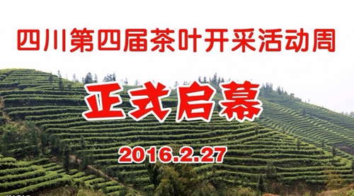 泸州:早春二月特早茶 一盒拍出9000元(图1) 泸州:早春二月特早茶 一盒拍出9000元(图1)