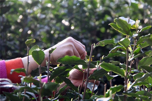 泸州:早春二月特早茶 一盒拍出9000元(图21) 泸州:早春二月特早茶 一盒拍出9000元(图21)