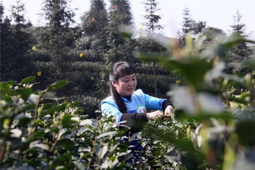 泸州:早春二月特早茶 一盒拍出9000元(图20) 泸州:早春二月特早茶 一盒拍出9000元(图20)