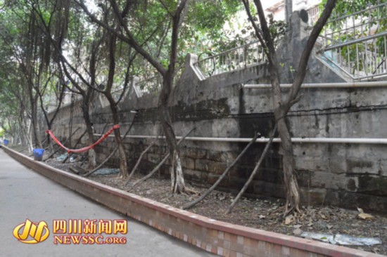 泸州12根树丫欲抵挡倾斜堡坎 网友:螳臂当车(图2) 泸州12根树丫欲抵挡倾斜堡坎 网友:螳臂当车(图2)