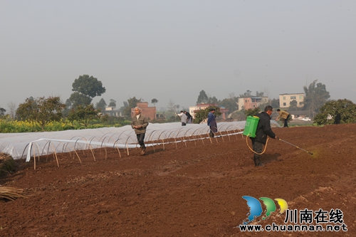 连晴天气&nbsp;&nbsp;泸县潮河镇旱育秧基地忙(图1)