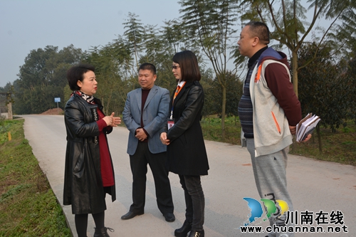 江阳区领导刘旭晴到泰安街道调研莲藕基地项目(图1)