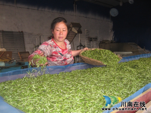 泸州“茶女”彭再秀:让茶叶变成“黄金叶”(图1) 泸州“茶女”彭再秀:让茶叶变成“黄金叶”(图1)