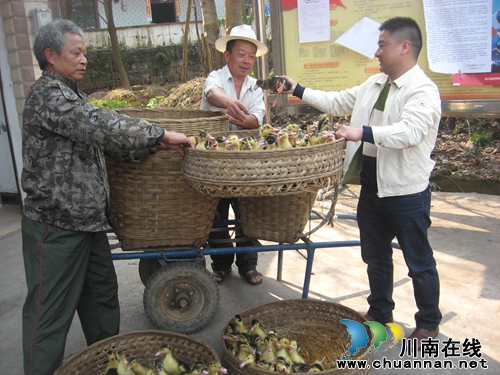 泸州纳溪:鸡苗鸭苗送给结对贫困户(图1) 泸州纳溪:鸡苗鸭苗送给结对贫困户(图1)