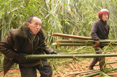 泸州75岁老人开山种竹15年 现700亩竹子咋办(图1) 泸州75岁老人开山种竹15年 现700亩竹子咋办(图1)
