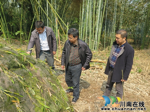 合江县五通镇:县人大副主任李洪伦调研产业发展(图1) 合江县五通镇:县人大副主任李洪伦调研产业发展(图1)